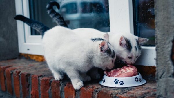Can Cats Eat Dog Food Wet or Dry?
