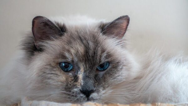 What are the Common Misconceptions About Female Ragdoll Cat Size