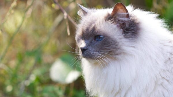 Factors That Affect the Size of Female Ragdoll Cats.