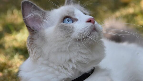 How Big Do Female Ragdoll Cats Get?