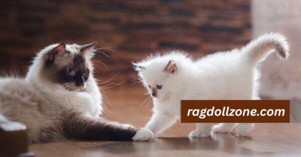 Grooming For Blue Mitted Ragdoll Cat