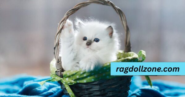 Diet and Nutrition of Blue Mitted Ragdoll Cat