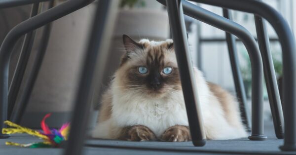 Care Requirement For Blue Mitted Ragdoll Cat