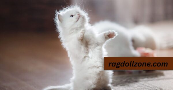 ragdoll cat