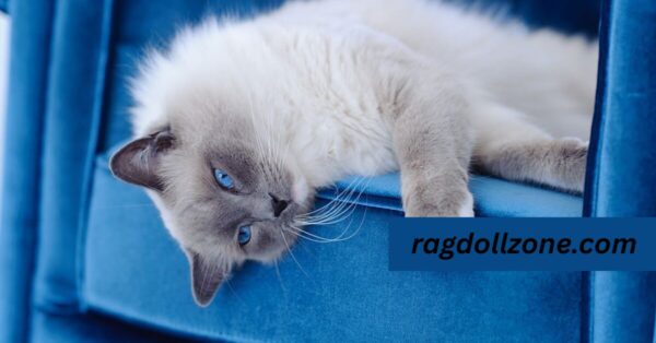 The appearance of Blue Mitted Ragdoll Cat
