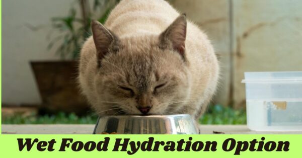 wet food hydration option