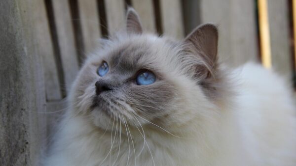 Ragdoll Tabby mix