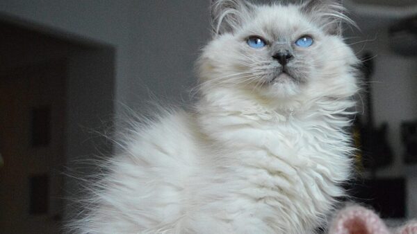 Ragdoll Tabby Mix