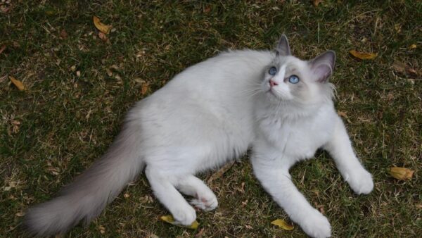 Ragdoll Tabby Mix