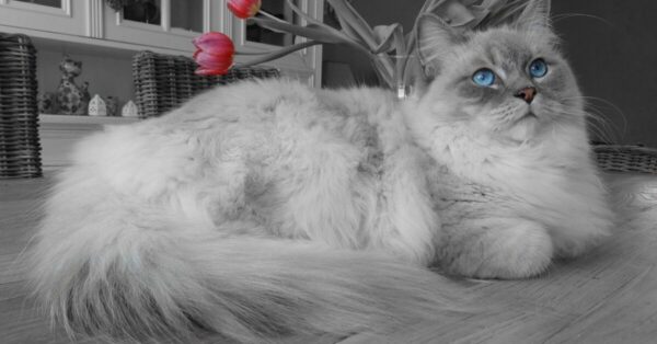 Appearance and Coat of Ragdoll cat :