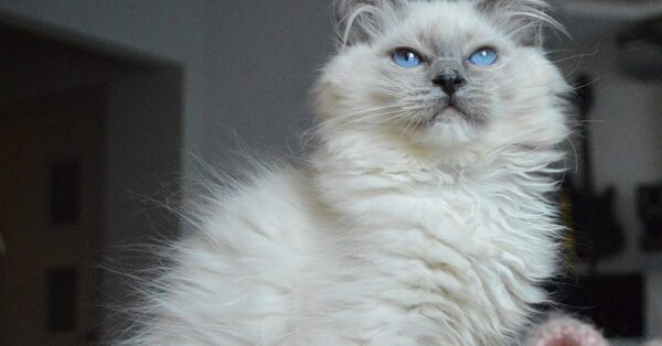 Care Requirements For Ragdoll Cat: