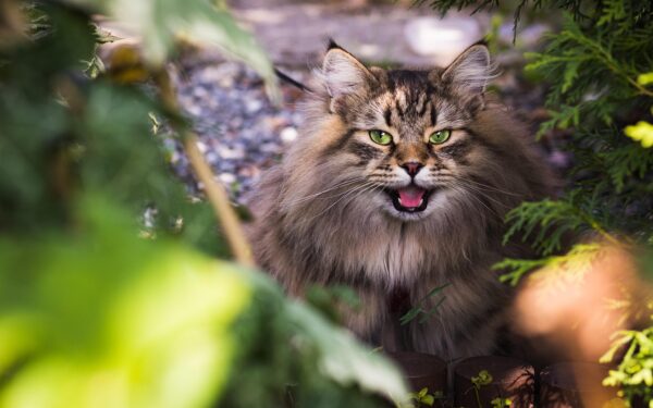 Siberian Cat: