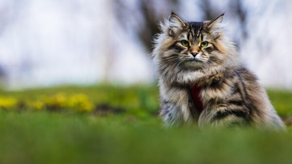 Care Requirements For Siberian Cat: