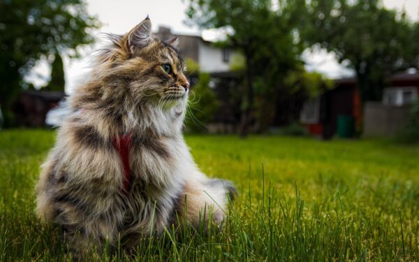 Appearance and Coat of Siberian cat: