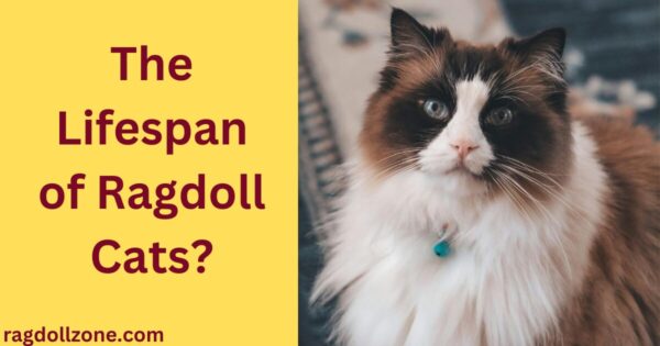 The Lifespan of Ragdoll Cats