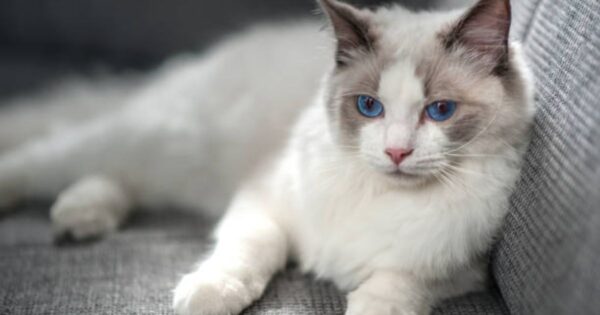 blue eyes ragdoll cat