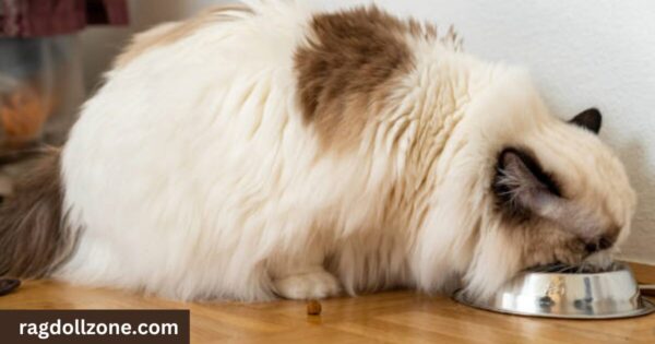 diet and nutrition of ragdoll cats