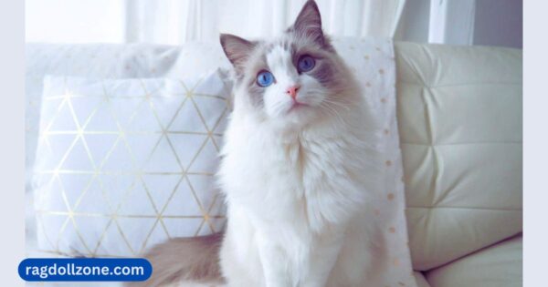 do all ragdoll cats have blue eyes