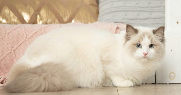 environment and lifestyle of ragdoll cats
