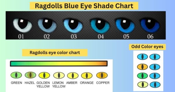 ragdoll cat eye color chart
