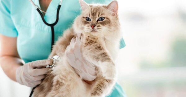 veterinary care of ragdoll cats