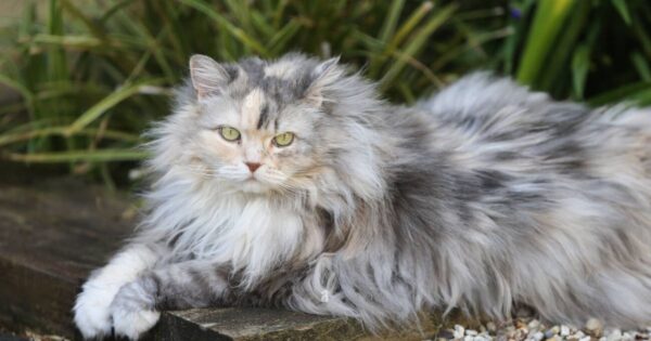 adopting a persian ragdoll cat mix
