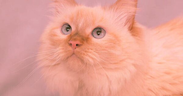 adopting and caring for orange ragdoll cat