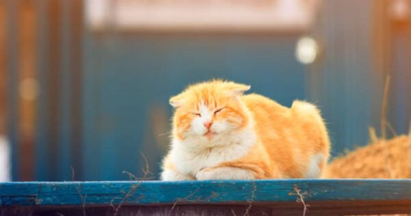 Common health problems in orange ragdoll cats
