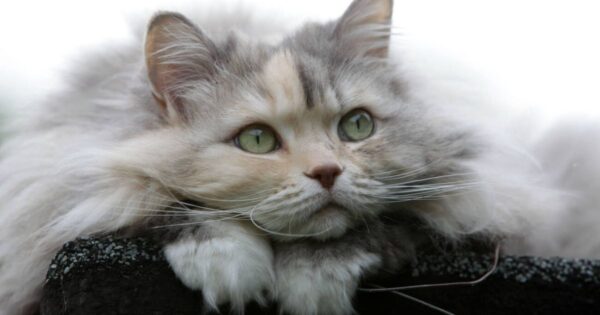 health and the lifespan of the persian ragdoll cat mix
