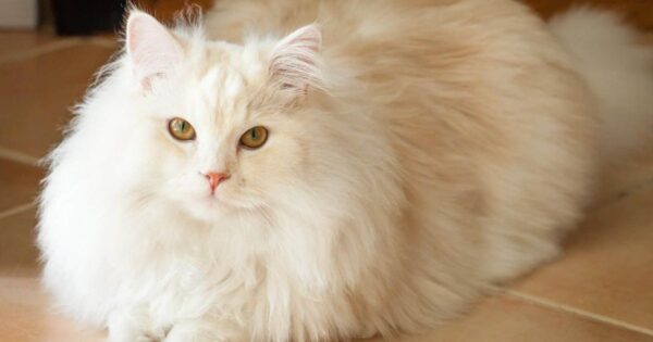 physical characteristics of the persian ragdoll cat mix
