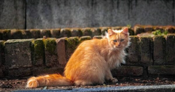 physical characteristics of orange ragdoll cat