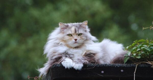 temparement of the persian ragdoll cat mix
