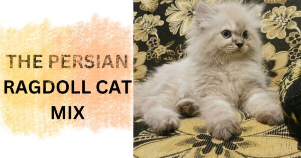 the persian ragdoll cat mix