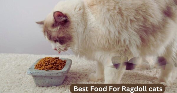 best food for ragdoll cats