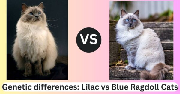 genetic differences : lilac vs blue ragdoll