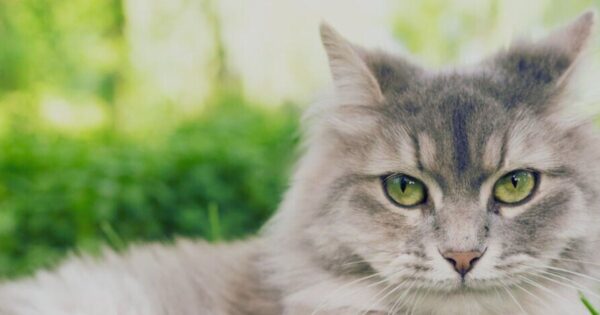 genetics behind the eye color of ragdoll cat