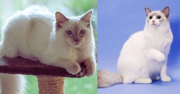 lilac vs blue ragdoll
