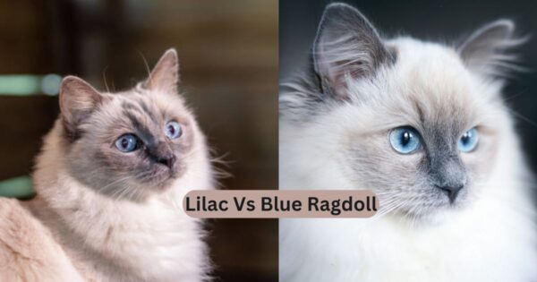 lilac vs blue ragdoll cat