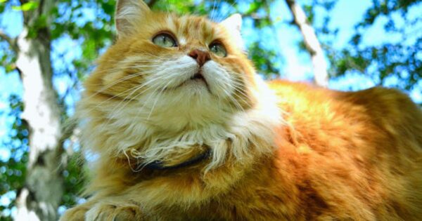 overview of orange ragdoll cat
