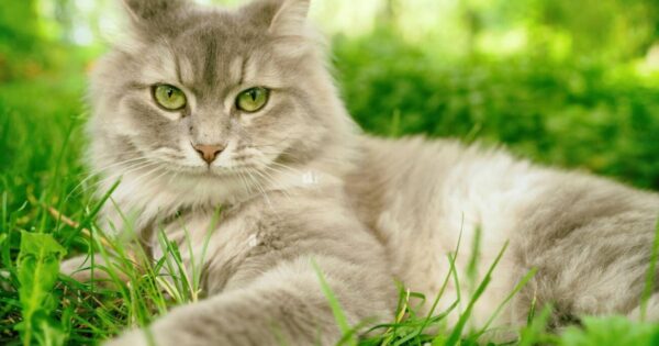 ragdoll cat with green eyes