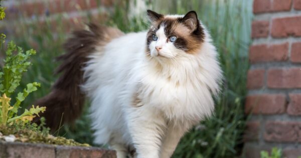 ragdoll cat
