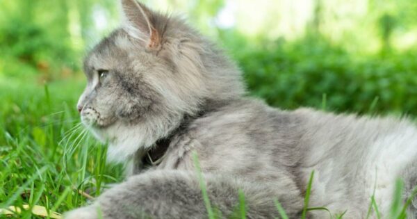 understanding ragdoll cat eye color