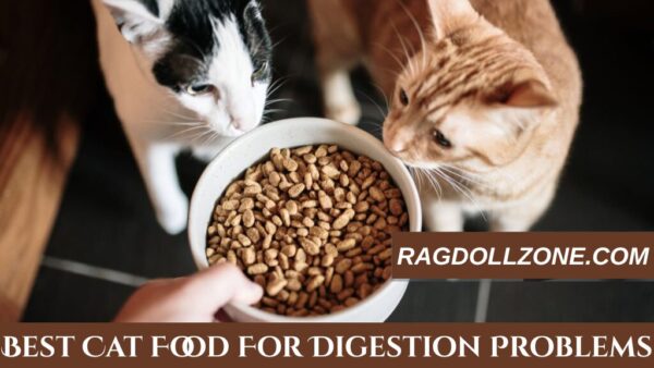 Best cat food for digestion problems