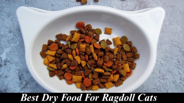 best dry food for ragdoll cats