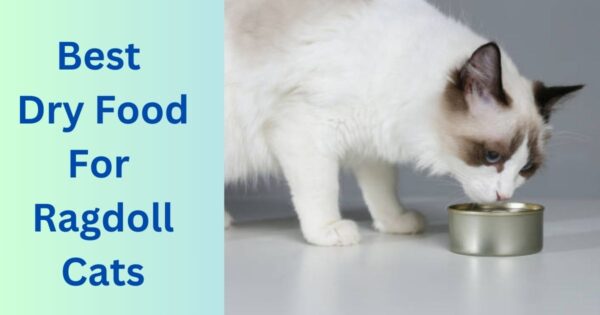 best dry food for ragdoll cats