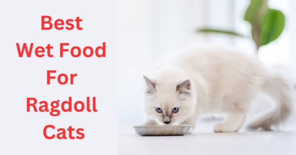 Best Wet Food For Ragdoll Cats