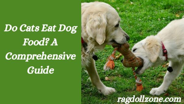 do cats eat dog food
