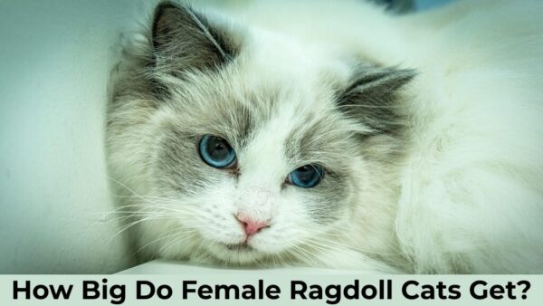 how big do female ragdoll cats get