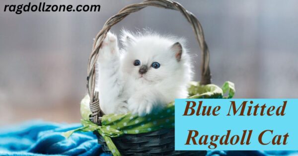 blue mitted ragdoll cat