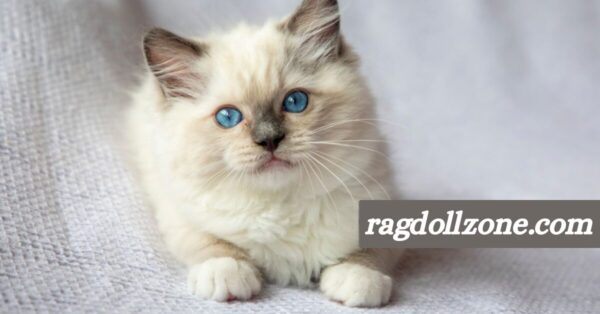 is wet food better for cats than dry?
